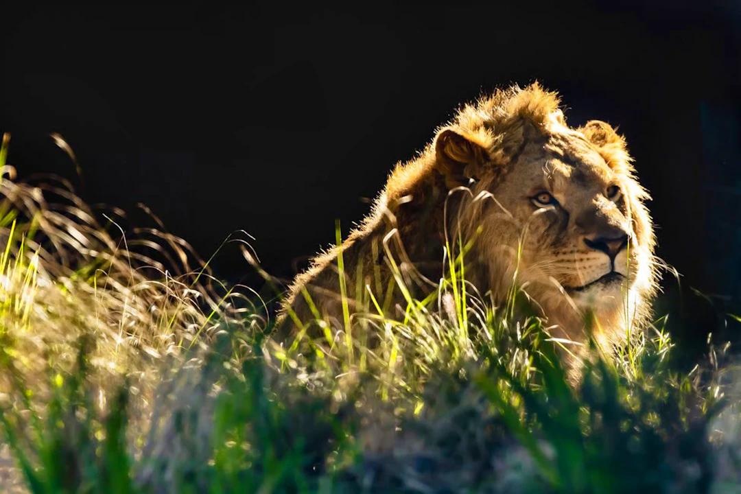 Taronga Zoo Tickets Discount